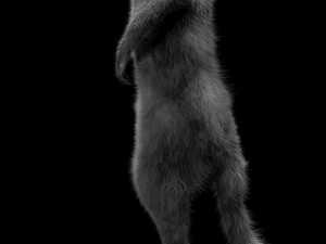 meerkat hairs rigged low poly animal 3D 모델