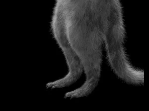 मीरकैट हेयर रिग्ड लो पॉली एनिमल 3D मॉडल