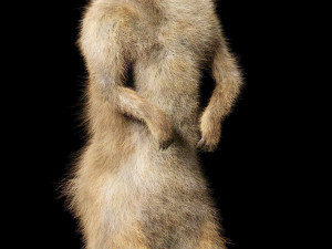 meerkat hairs rigged low poly animal 3D 모델