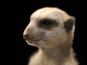 meerkat hairs rigged low poly animal 3D 모델