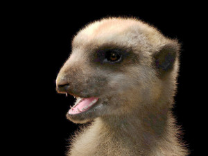 meerkat hairs rigged low poly animal 3D 모델
