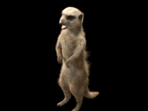 meerkat hairs rigged low poly animal 3D 모델