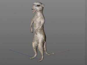 meerkat hairs rigged low poly animal 3D 모델