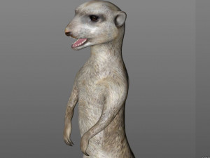 meerkat hairs rigged low poly animal 3D 모델