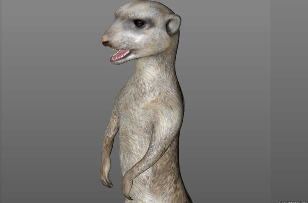 meerkat hairs rigged low poly animal 3D Model in Cat 3DExport