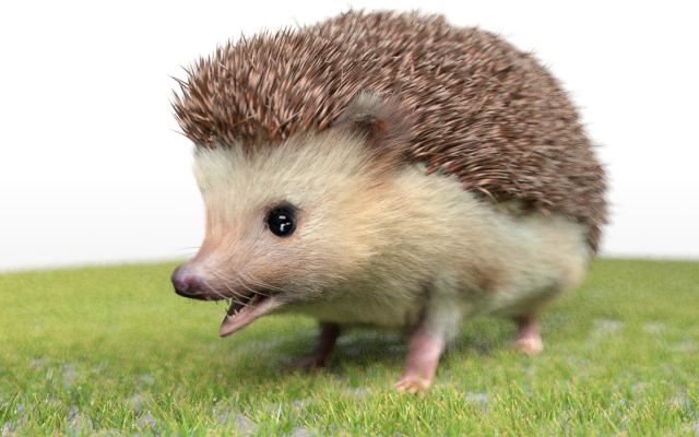 hedgehog rigged low poly animal 3D 模型 .c4d .max .obj .3ds .fbx .stl .blend 