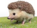 Hedgehog Rigged Low Poly Animal Modello 3D