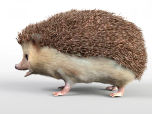 ouri&ccedil;o manipulado animal low poly Modelo 3D