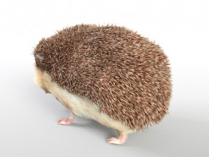 hedgehog rigged low poly animal 3D 模型