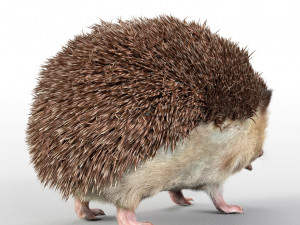 hedgehog rigged low poly animal 3D 模型