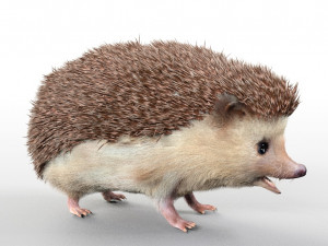 hedgehog rigged low poly animal 3D 模型