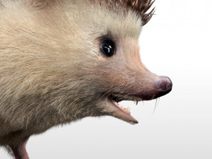hedgehog rigged low poly animal 3D 模型