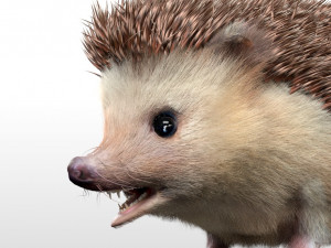 hedgehog rigged low poly animal 3D 模型