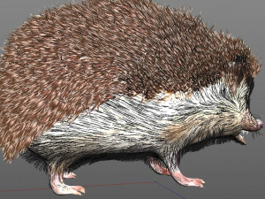 hedgehog rigged low poly animal 3D 模型