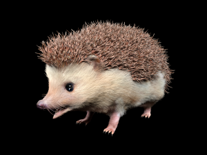 hedgehog rigged low poly animal 3D 模型