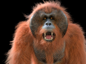 orangutan rigged low poly animal 3D Model