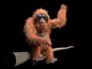 orangutan rigged low poly animal 3D Model