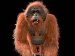 orangutan rigged low poly animal 3D Model