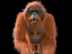 orangutan rigged low poly animal 3D Model