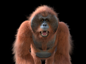 orangutan rigged low poly animal 3D Model