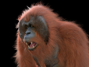 orangutan rigged low poly animal 3D Model