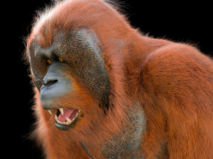 orangutan rigged low poly animal 3D Model