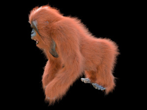 orangutan rigged low poly animal 3D Model