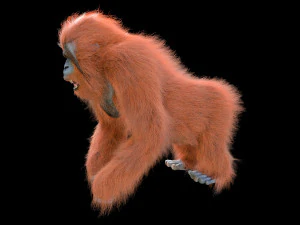 orangutan rigged low poly animal 3D Model