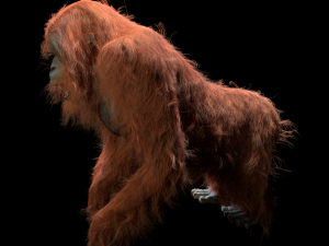 orangutan rigged low poly animal 3D Model