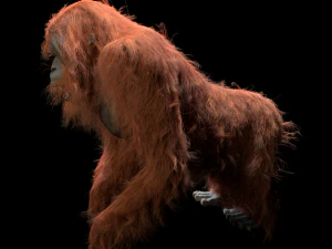 orangutan rigged low poly animal 3D Model