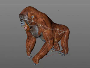 orangutan rigged low poly animal 3D Model