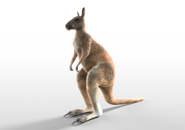 kangaroo rigged low poly animal Modèle 3D .c4d .max .obj .3ds .fbx .stl .blend 