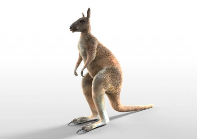 kangaroo rigged low poly animal 3D Model .c4d .max .obj .3ds .fbx .stl .blend
