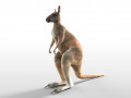 Kangaroo Rigged Low Poly Animal 3D Model