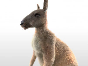 kangaroo rigged low poly animal 3D Model