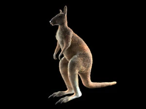 kangaroo rigged low poly animal 3D Model