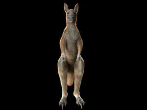 kangaroo rigged low poly animal 3D Model