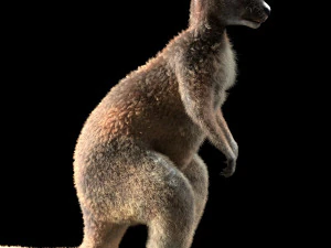 kangaroo rigged low poly animal 3D Model