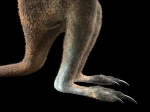 kangaroo rigged low poly animal 3D Model