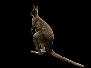 kangaroo rigged low poly animal 3D Model