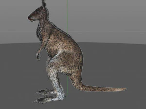 kangaroo rigged low poly animal 3D Model