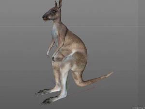 kangaroo rigged low poly animal 3D Model