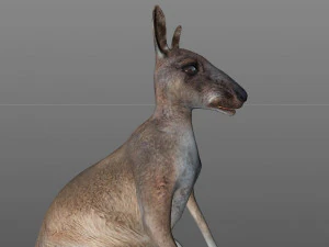 kangaroo rigged low poly animal 3D Model