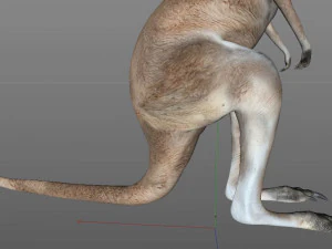 kangaroo rigged low poly animal 3D Model