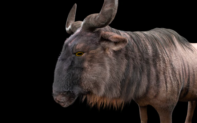 wildebeest rigged low poly animal 3D Model .c4d .max .obj .3ds .fbx .stl .blend 