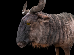 wildebeest rigged low poly animal 3D Model