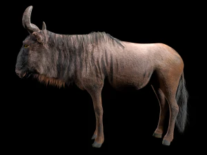 wildebeest rigged low poly animal 3D Model