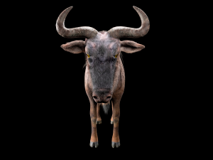 wildebeest rigged low poly animal Model 3D
