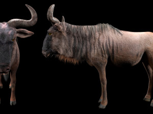 wildebeest rigged low poly animal Model 3D