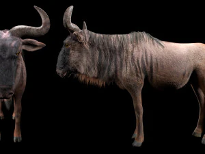 wildebeest rigged low poly animal 3D Model